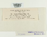 Puccinia clintonii image