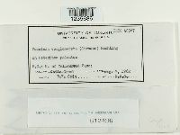 Puccinia conglomerata image