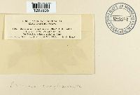 Puccinia conglomerata image