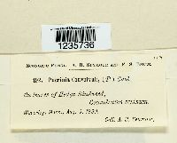 Puccinia convolvuli image