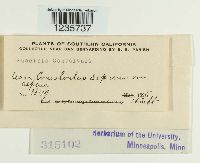 Puccinia convolvuli image