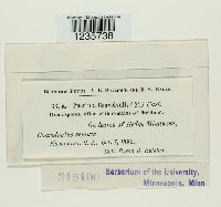 Puccinia convolvuli image