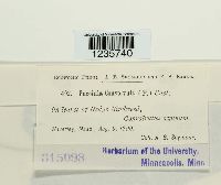 Puccinia convolvuli image