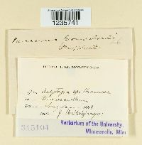 Puccinia convolvuli image