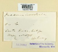 Puccinia convolvuli image