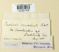 Puccinia convolvuli image