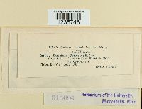 Puccinia convolvuli image