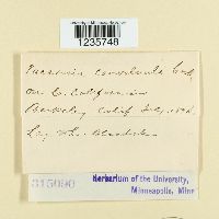 Puccinia convolvuli image