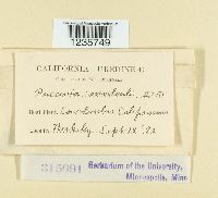 Puccinia convolvuli image