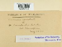 Puccinia convolvuli image