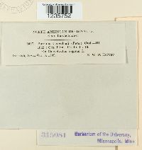 Puccinia convolvuli image