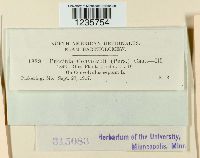 Puccinia convolvuli image