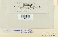 Puccinia convolvuli image