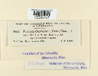 Puccinia convolvuli image