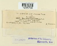 Puccinia convolvuli image