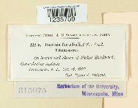 Puccinia convolvuli image