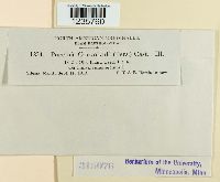 Puccinia convolvuli image