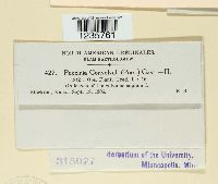 Puccinia convolvuli image