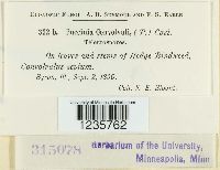 Puccinia convolvuli image