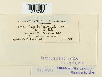 Puccinia convolvuli image