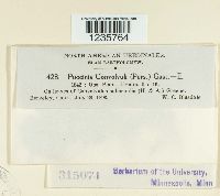 Puccinia convolvuli image