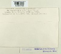 Puccinia convolvuli image