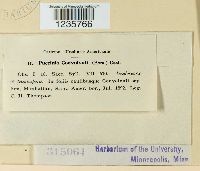 Puccinia convolvuli image