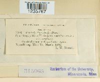 Puccinia convolvuli image