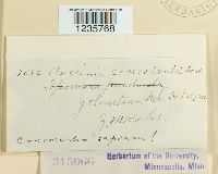 Puccinia convolvuli image