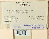 Puccinia convolvuli image