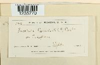 Puccinia convolvuli image