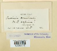 Puccinia convolvuli image