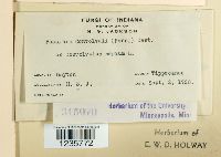 Puccinia convolvuli image