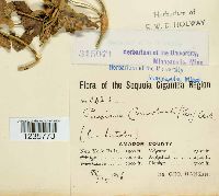 Puccinia convolvuli image