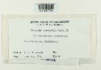 Puccinia convolvuli image