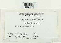 Puccinia convolvuli image