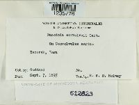 Puccinia convolvuli image