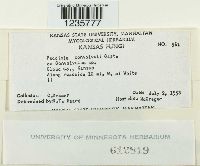 Puccinia convolvuli image