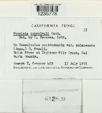 Puccinia convolvuli image