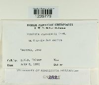 Puccinia convolvuli image