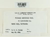 Puccinia convolvuli image