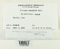 Puccinia convolvuli image