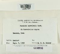 Puccinia convolvuli image