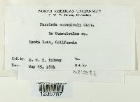 Puccinia convolvuli image