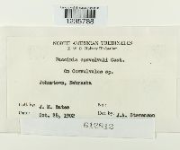 Puccinia convolvuli image