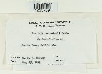 Puccinia convolvuli image