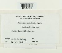 Puccinia convolvuli image