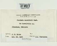 Puccinia convolvuli image