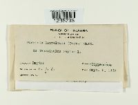 Puccinia convolvuli image