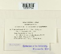 Puccinia convolvuli image